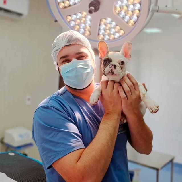 Gengivoestomatite em gatos: inflamação intensa da boca